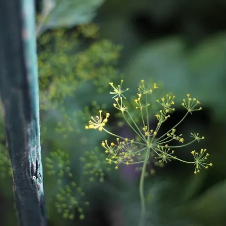 Balla Mama, 아파트 Hajdúszoboszló
