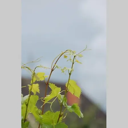 아파트 Balla Mama,