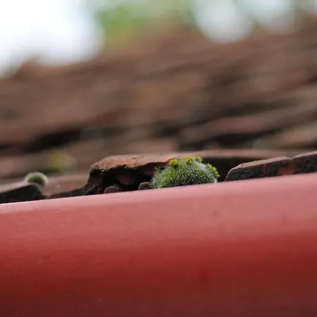 아파트 Balla Mama, *