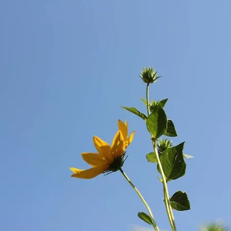 Balla Mama, 아파트