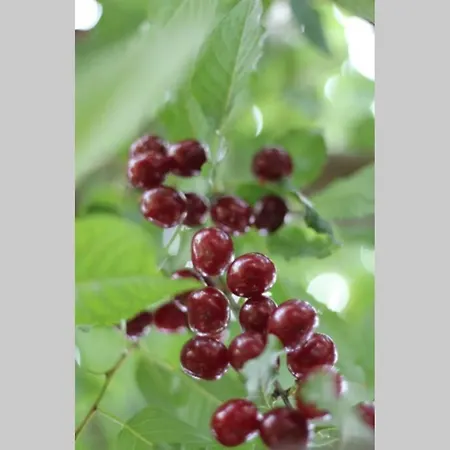 아파트 Balla Mama,